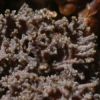 Leptogium teretiusculum